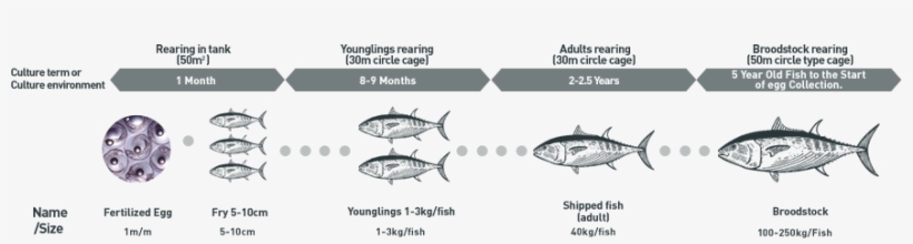Alimentation Habits Of The Tuna Fish - Fish Products, transparent png