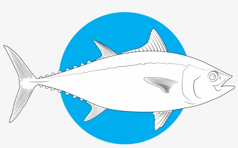 Bluefin Tuna - Ray-finned Fish, transparent png