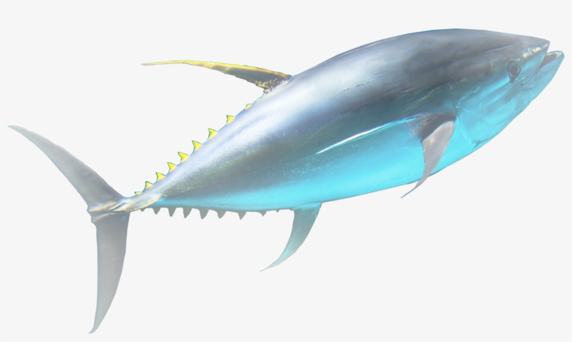 Tuna For Life - Atlantic Bluefin Tuna, transparent png