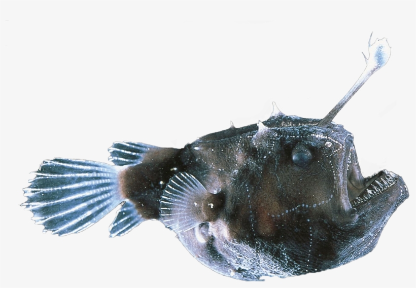 Animalanglerfish, transparent png