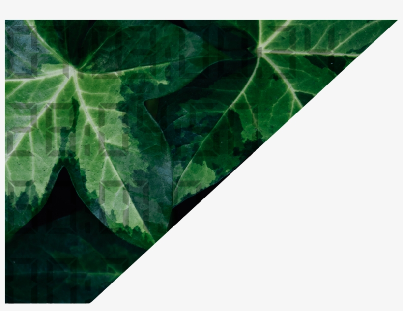 Bob Jones University, transparent png