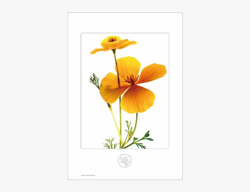 Picture Of Escolzia Aboca Botanical Art Flower - Botany, transparent png