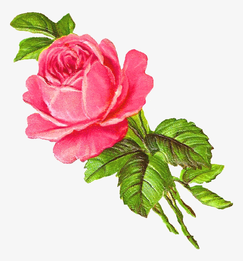 Pink Rose Clipart Botanical Illustration - Pink Flower Illustration Png, transparent png