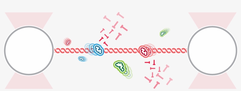 C-trap Dna Replication - Everards / John Martin's Pale Ale (cask), transparent png
