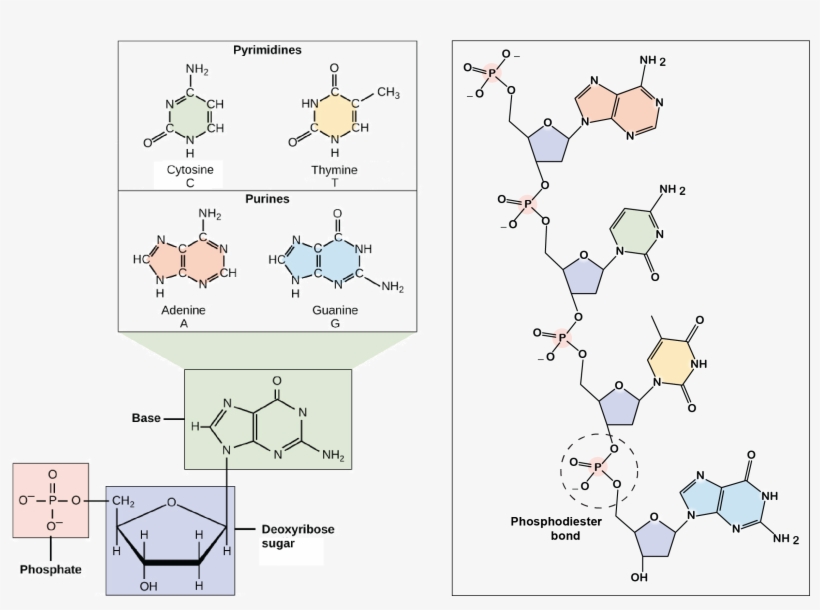 Dna Structure, transparent png