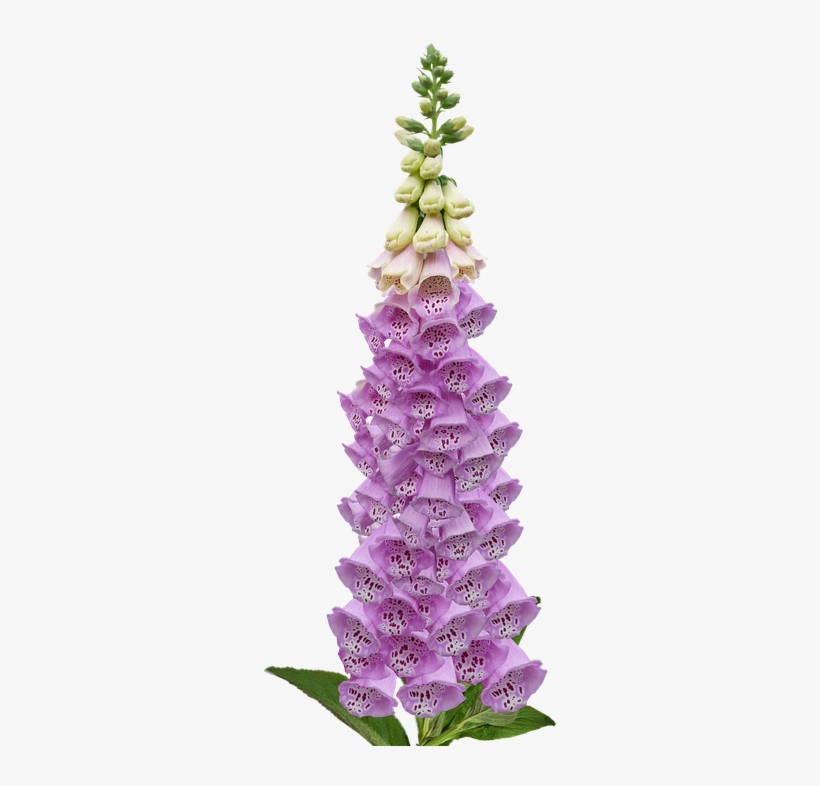 Foxglove, Digitalis, Flower, Nature, Botanical - Foxglove Png, transparent png