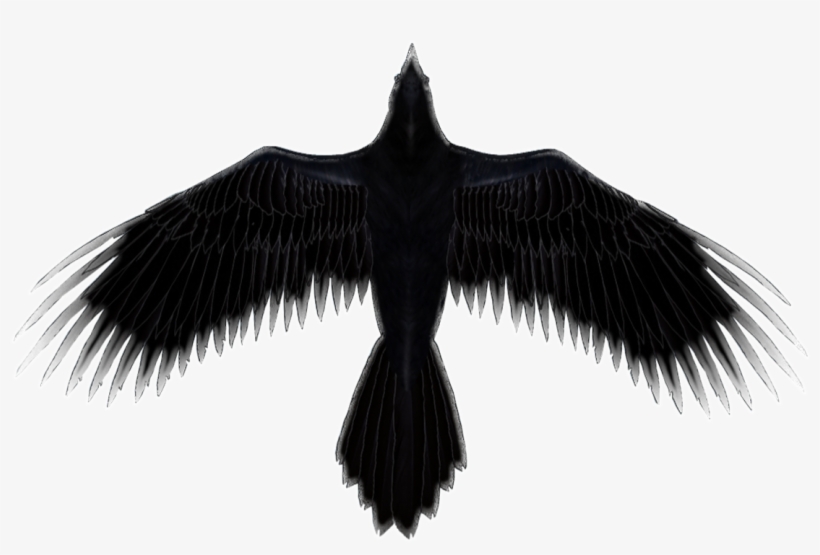 Tour - Seabird, transparent png