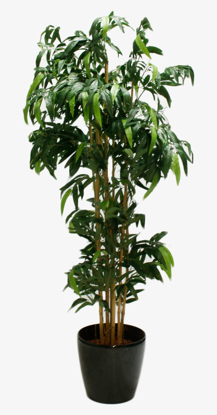 Bambus Gross 4fcdf191a4e31 - Arbustos De Interior, transparent png