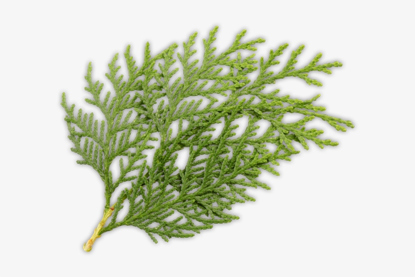 Cedars, Other Conifers, And Broadleaf Trees - Feuillus Et Conifères, transparent png