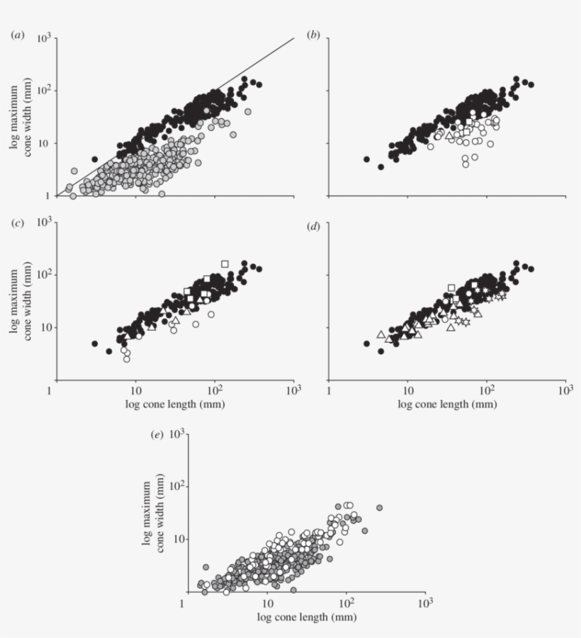 Relationship Between Length And Maximum Width In Conifer - Conifer Cone, transparent png