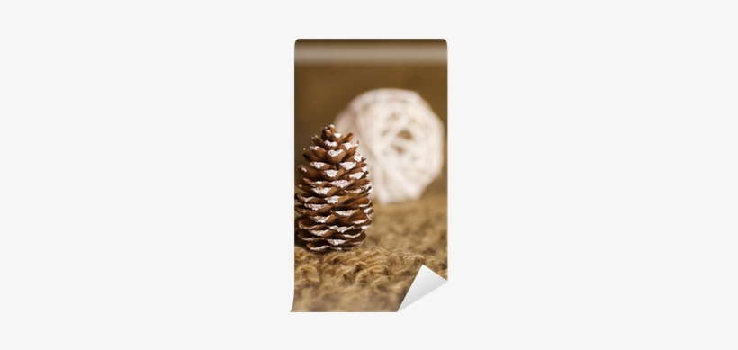 Conifer Cone, transparent png