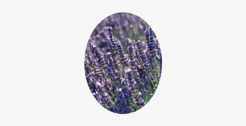 Heavily Scented Plants, transparent png
