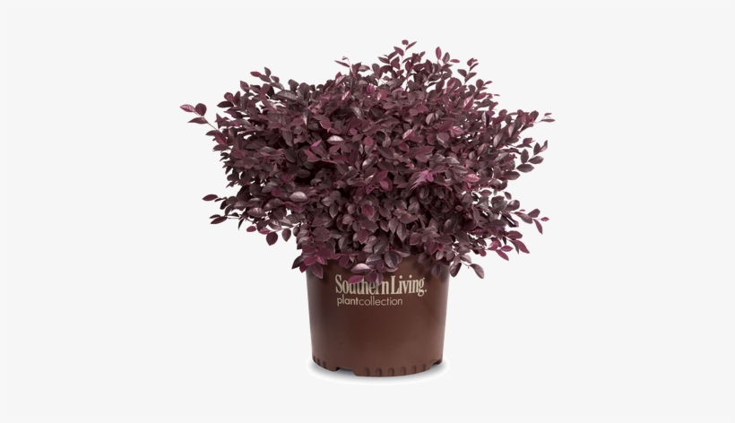 Purple Daydream Loropetalum In Branded Pot - Loropetalum Png, transparent png