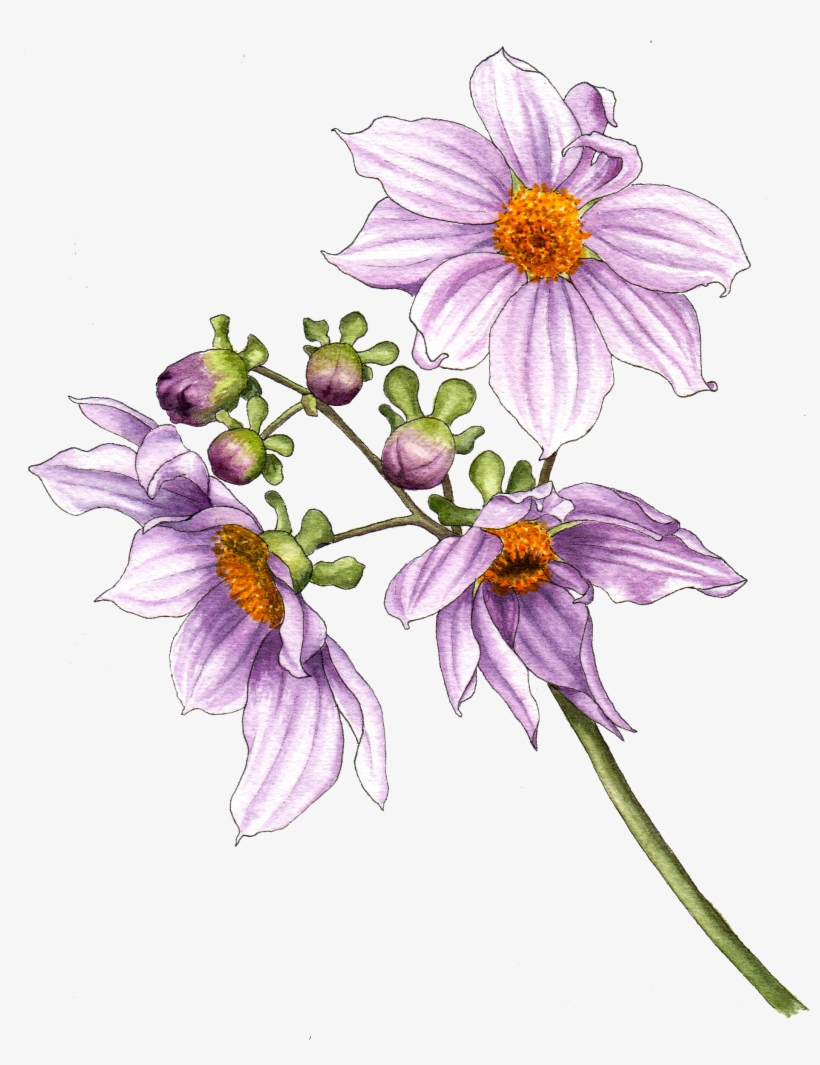 Illustration By Helen Krayenhoff - Berkeley, transparent png