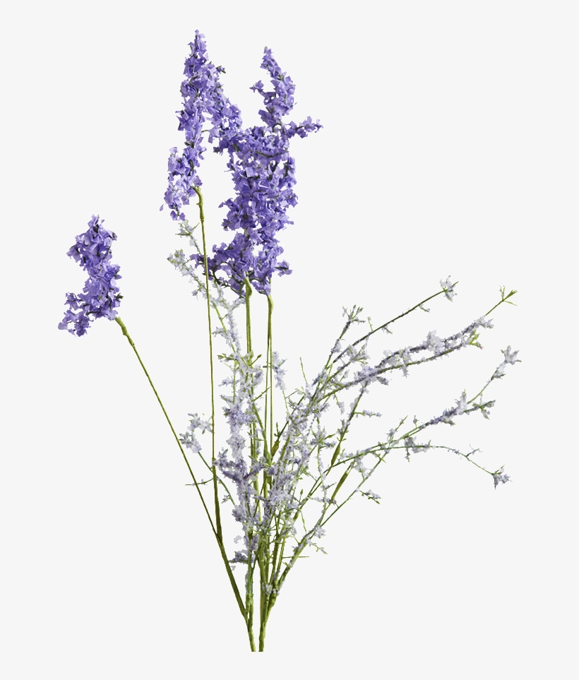 Munstead Lavender Lilac - Lavender, transparent png