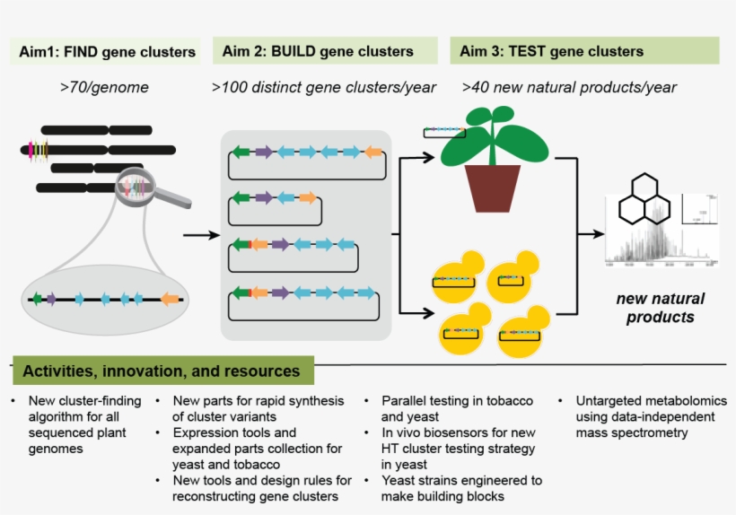 Our Algorithm Will Predict Gene Clusters For Specialized - Diagram, transparent png