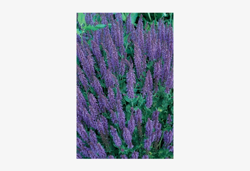 May Night Salvia - Sage, transparent png