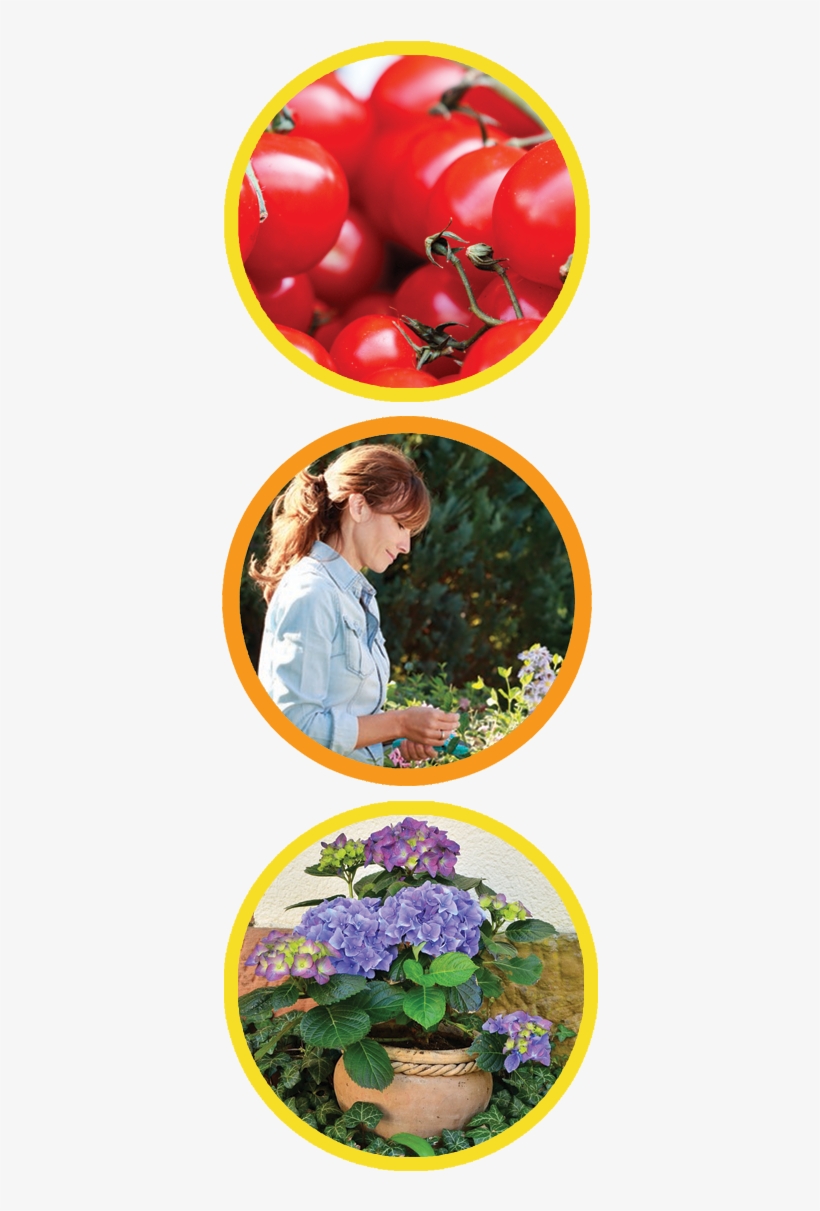 Gardener's Choice - Hydrangeas In A Flower Pot And Ivy Journal: Take Notes,, transparent png