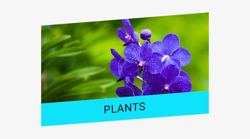 Offer Banner1 - Orchid Images Of Flowers Hd, transparent png