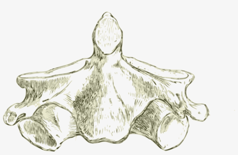 This Free Icons Png Design Of Axis -human Second Cervical, transparent png