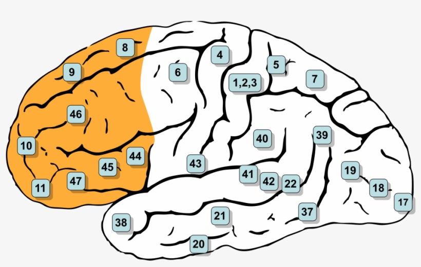 Illustration Of The Prefrontal Cortex From Gray's Anatomy - Brodmann Area Frontal Lobe, transparent png