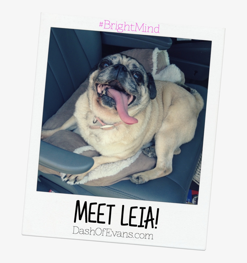 #brightmind, Pug, Adopting Dogs, Shelter Dogs, Tips - Pug, transparent png