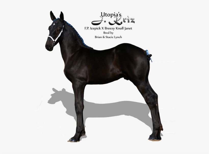 Https - Foal, transparent png