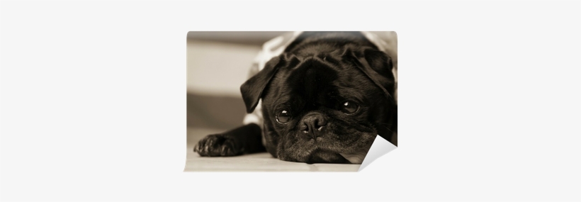 Black And White Portrait Of Marble-eyed Black Pug Wall - Black And White Portrait Of Marble-eye Pillow Case, transparent png