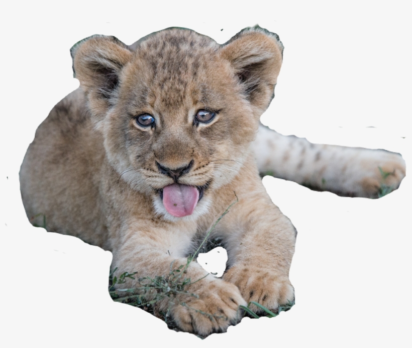 Baby Cougar, transparent png