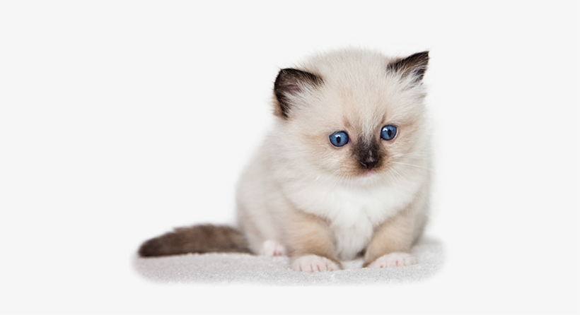 Aquamarinedolls Ragdoll Kennel A Ragdoll Macska - Kiscicák Képek, transparent png