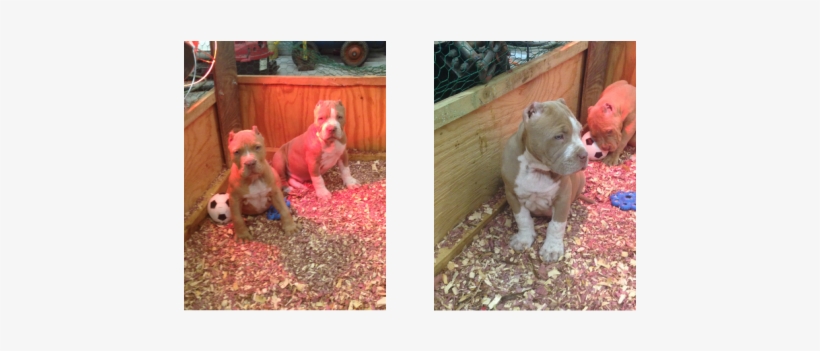 Diesel Is An American Pit Bull - American Pit Bull Terrier, transparent png