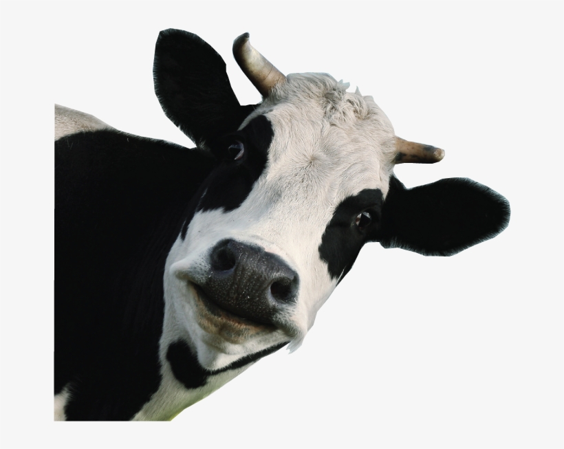 Funny-cow - Dairy Cow White Background, transparent png