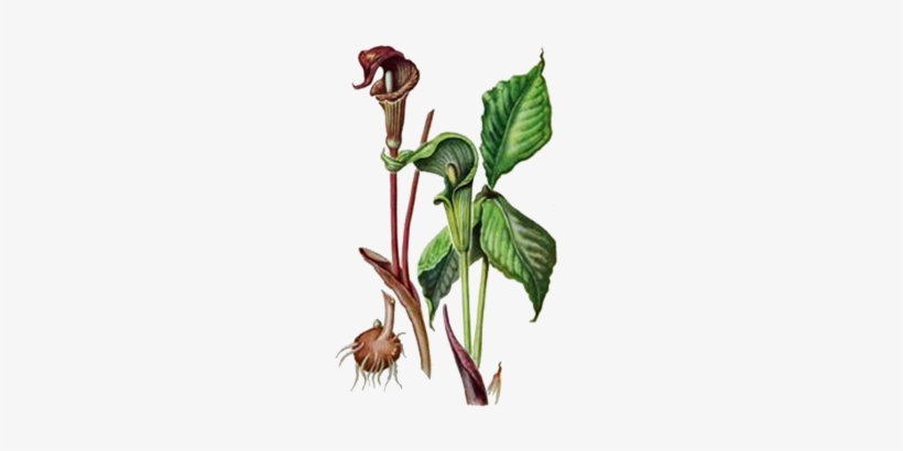 Jack In The Pulpit, transparent png