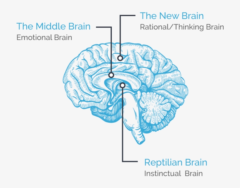 Hellonextstep Brain Diagram - Stimulated Brain: Cognitive Enhancement Using Non-invasive, transparent png