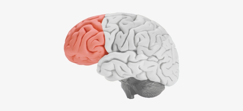 It Controls Thinking, Planning And Problem Solving - Brain On Clear Background, transparent png