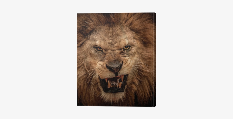 Png - Male Lions Face Roaring, transparent png