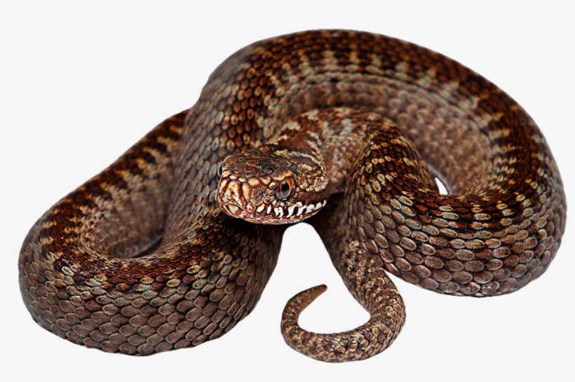 Snake Png Transparent Hd Photo - Serpent Png, transparent png