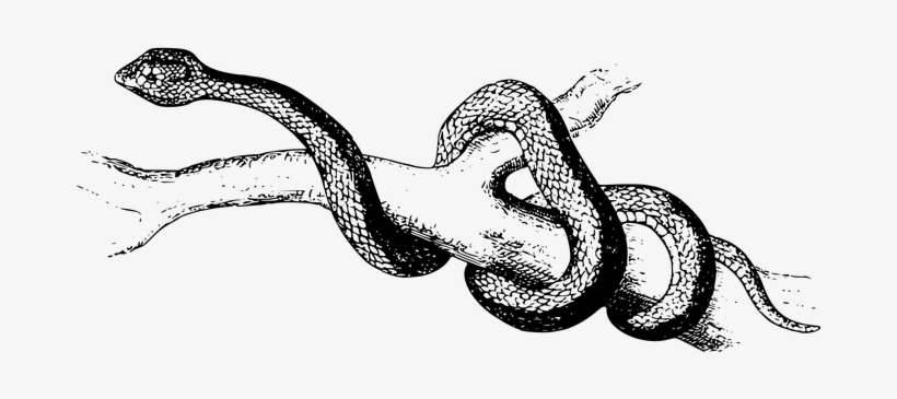 Animal Nature Poisonous Reptile Snake Spea - Drawing Of Snakes, transparent png