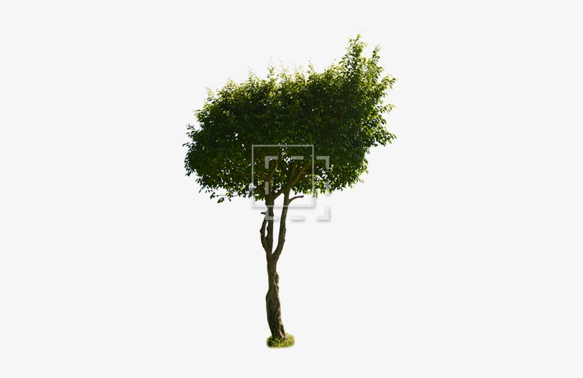 Parent Category - Tree, transparent png