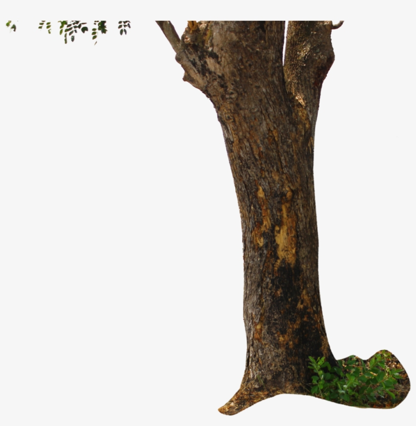 Go To Image - Tree Png For Picsart, transparent png