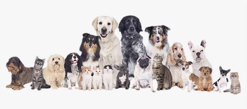 Published December 26, 2017 At 800 × 284 In Leaky Gut - Dogs And Cats And Birds, transparent png