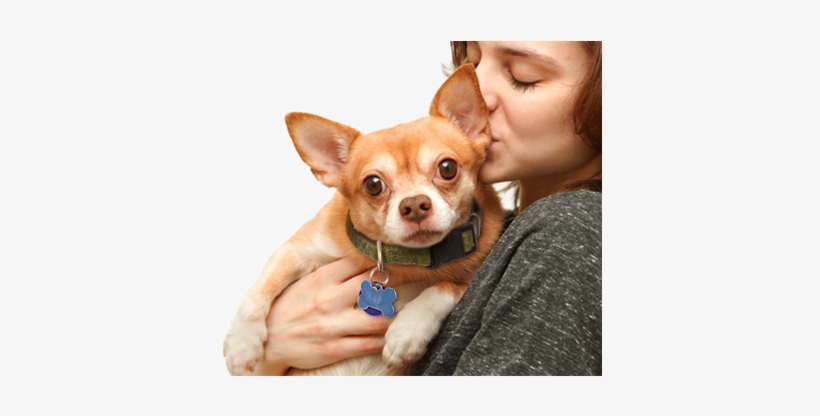 Dogs - Cats - Dog - Dog, transparent png