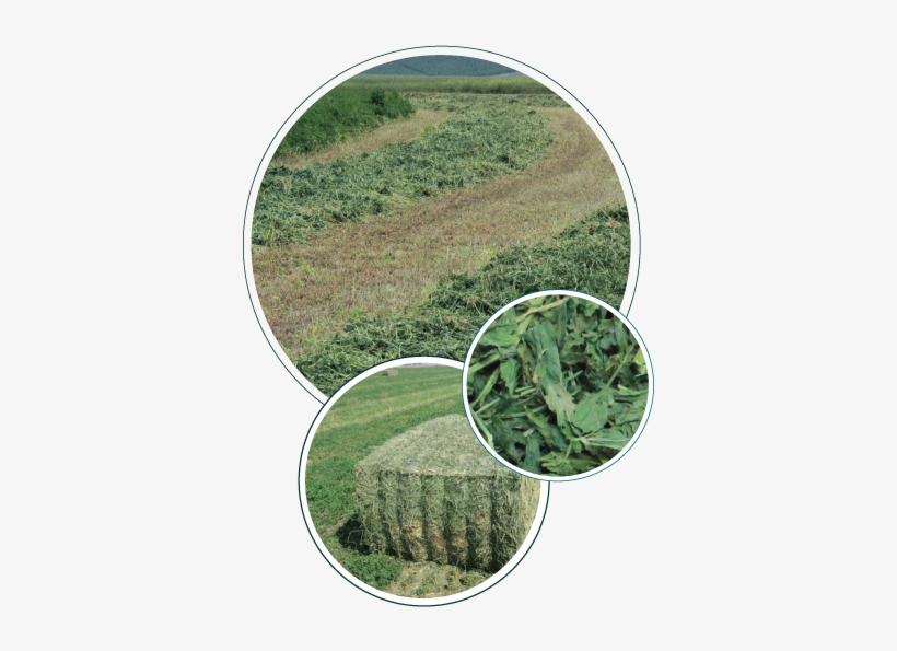 Hay Grown The Right Way - Cash Crop, transparent png
