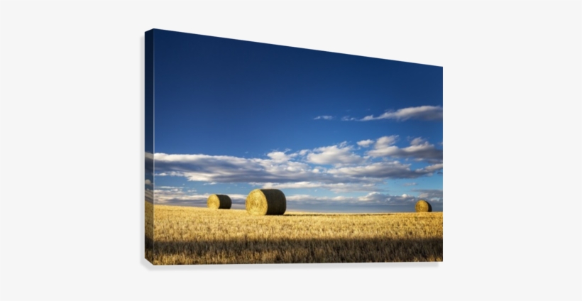 Hay Bales In A Clear Cut Field Highlighted By The Sun - Bluesky, transparent png