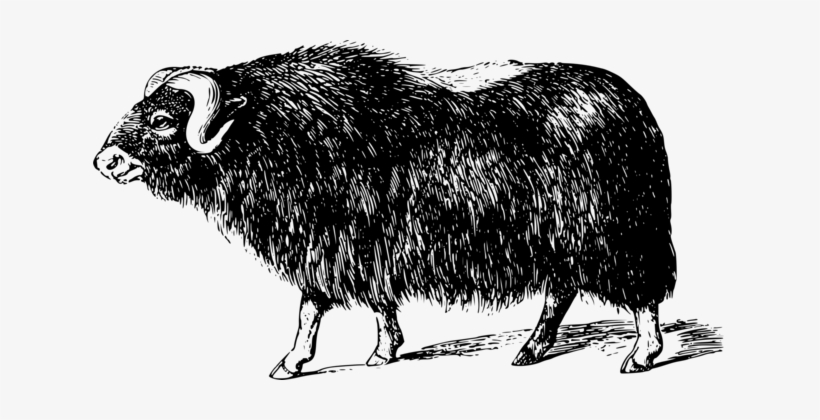 Domestic Yak Muskox Computer Icons Can Stock Photo - Moskox Clip Art, transparent png