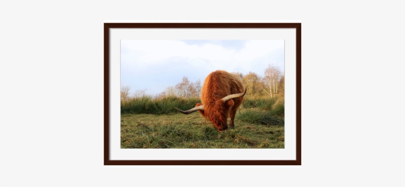 Yak Framed Art - Surya-he131a001-4030-eternal - 40 X 30 Yak Wall Art, transparent png