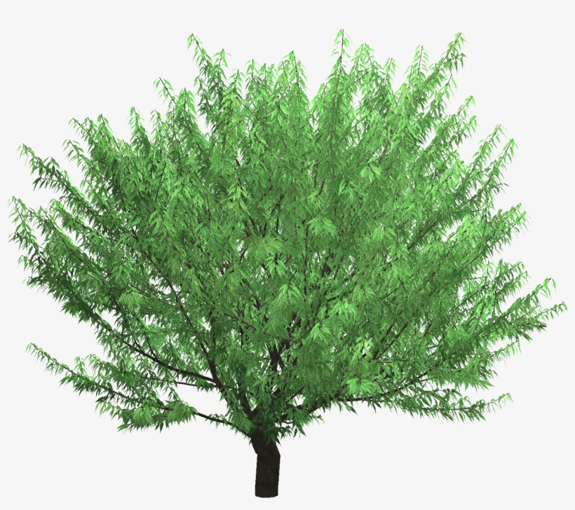 View Photo - Japanese Zelkova, transparent png