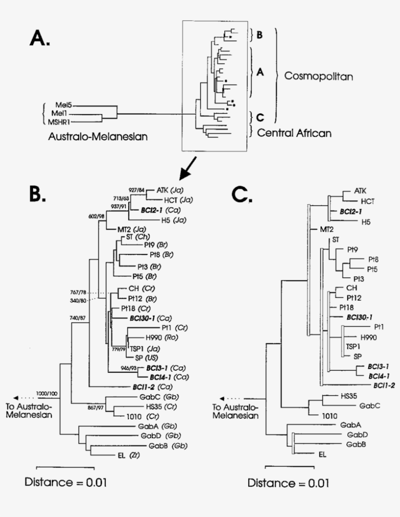 Phylogenetic Trees Based On Sequences Of A 663-bp Segment - Diagram, transparent png