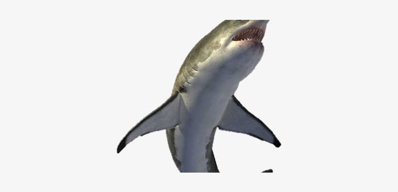 Shark, transparent png