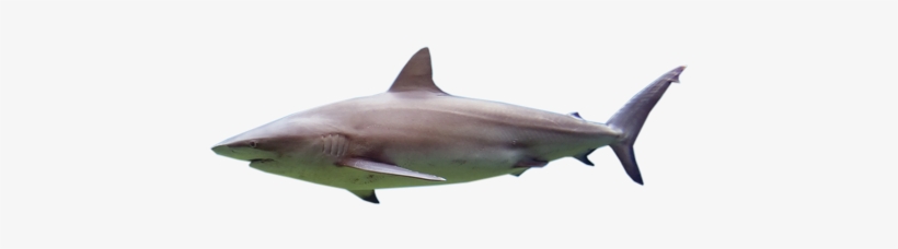 Shark - Bull Shark, transparent png